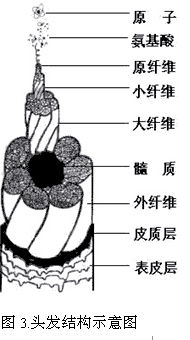 弹簧式的结构相互缠绕交联,形成角质蛋白的强度和柔韧,从而赋予了头发